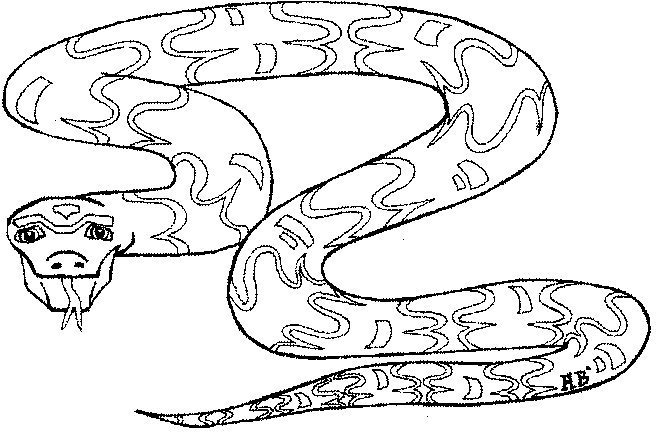 contour drawing of snake