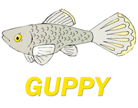 Guppy female picture