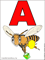 The first letter of the Italian alphabet with ape bee picture