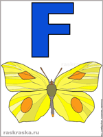 Italian letter F with butterfly colour image