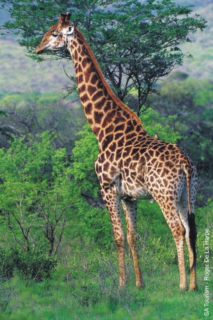 SA giraffe photo