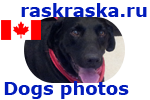 Canadian dog Presley