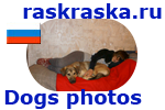 dog relax in Russia