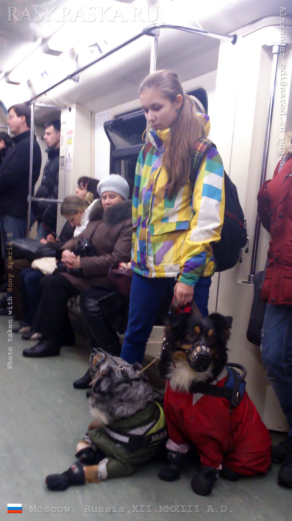 девушка с автралийскими овчарками в московском метро