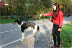 the owner with her borzoi