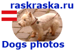 West Highland White Terrier from Vienna