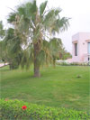 фотография пальмы