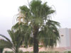 palm in Egypt