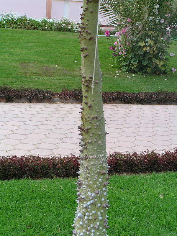 stem of tree