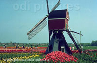 Голландская мельница. Holland mill.