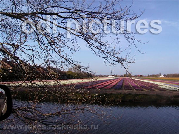 поля тюльпанов / field for tulips