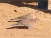 pigeon in Hurghada