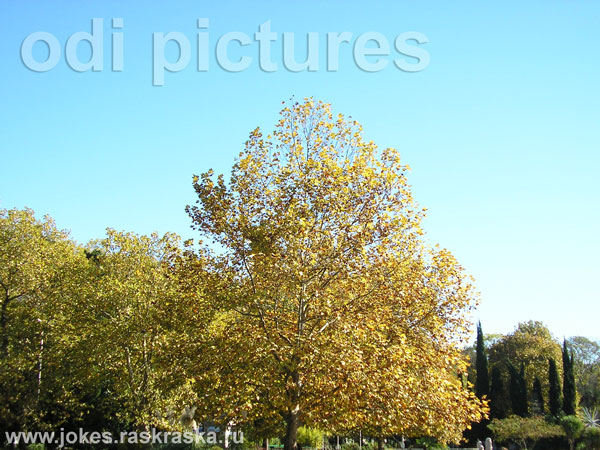 autumnal trees