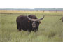 buffalo photo in raskraska