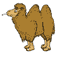 Bactrian camel image
