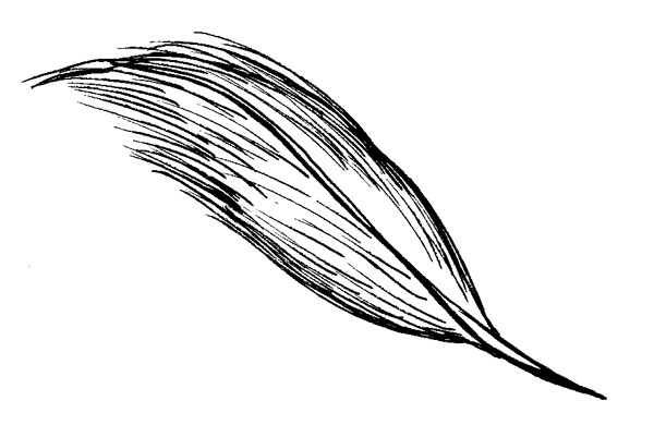 Раскраска перо павлина