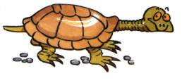 Черепаха раскраска Tortoise