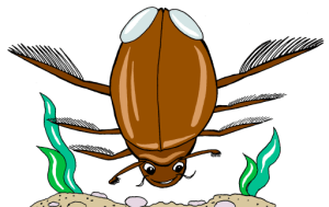 Жук-плавунец рисунок, Swimming-beetle