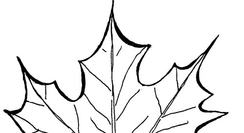 Раскраски клёна, Раскраска Раскраски Листья деревьев лист клена растения.
