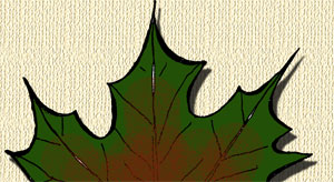 contour maple leaf cartoon