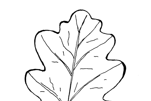Раскраска дубовые листья осень распечатать