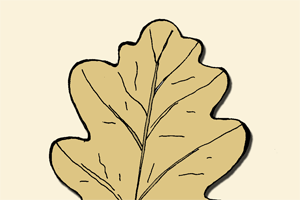 дубовый лист / oak leaf