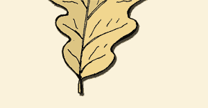Раскраска лист дуба
