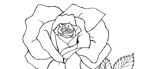rose outline picture